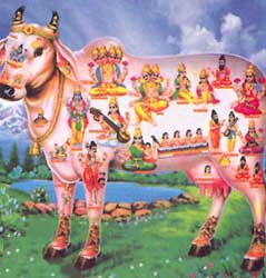 [Image: india_sacred_cow_hindu_holy_vegetar.jpg?w=640]
